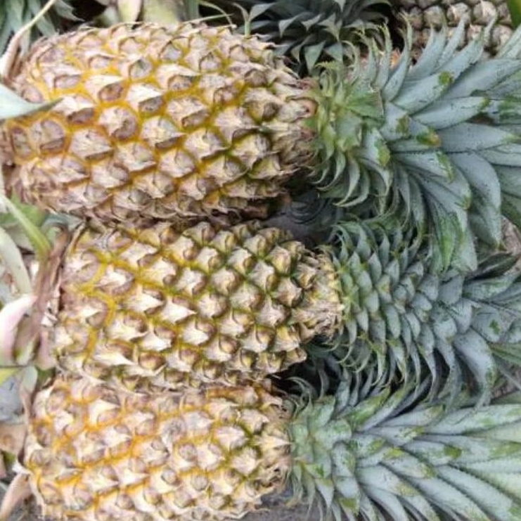 

BUAH NANAS PALEMBANG KUPAS MANIS