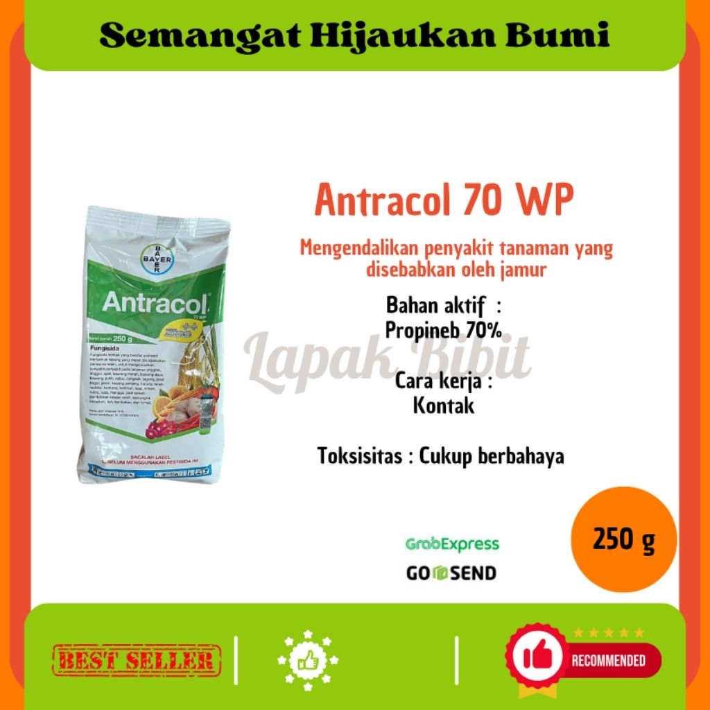 Fungisida Antracol untuk pencegahan Hama