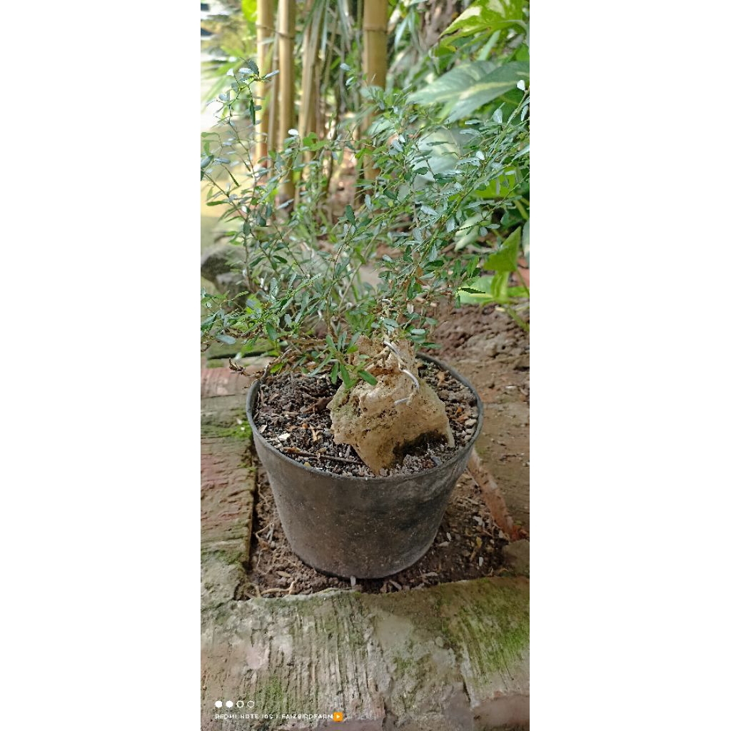 Bonsai Saeng Simbur Super Micro Thailand On The Rock