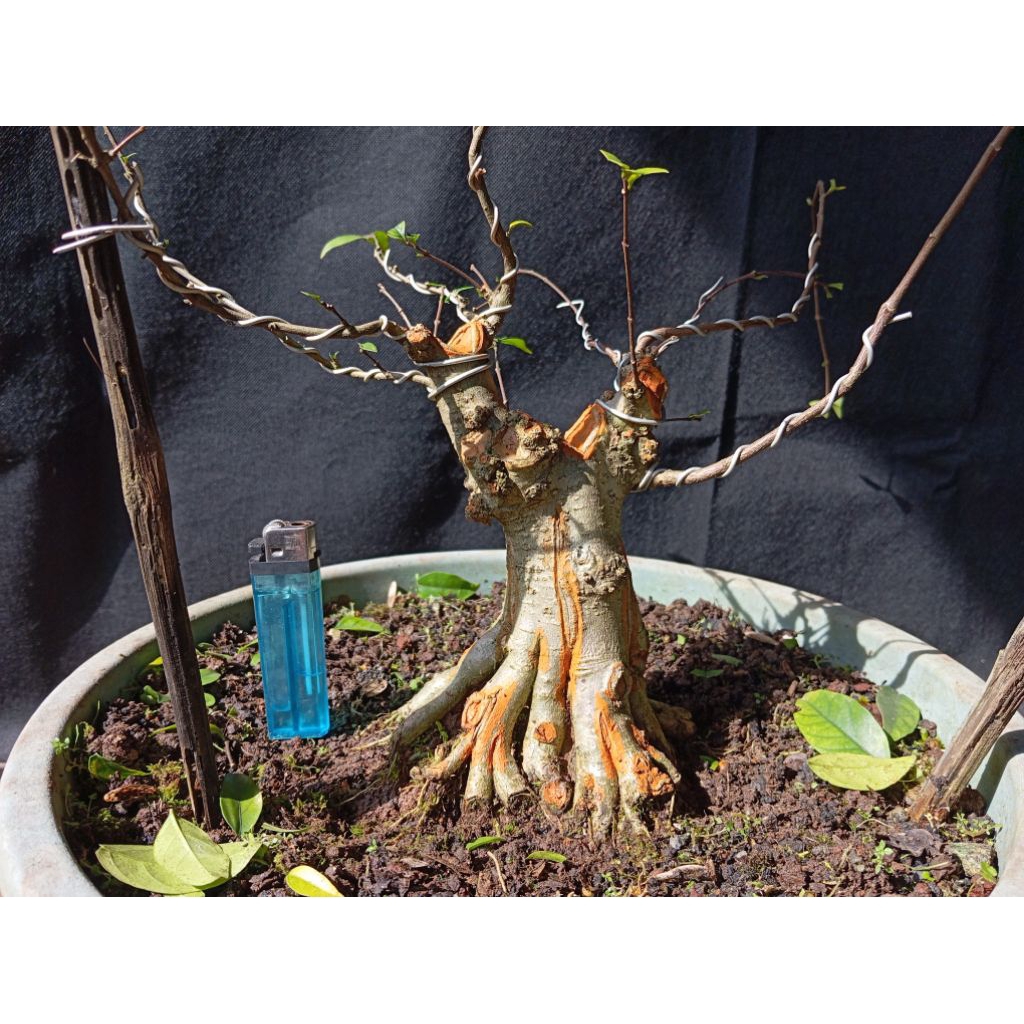 Bahan Bonsai Anting Putri Anput Prospek