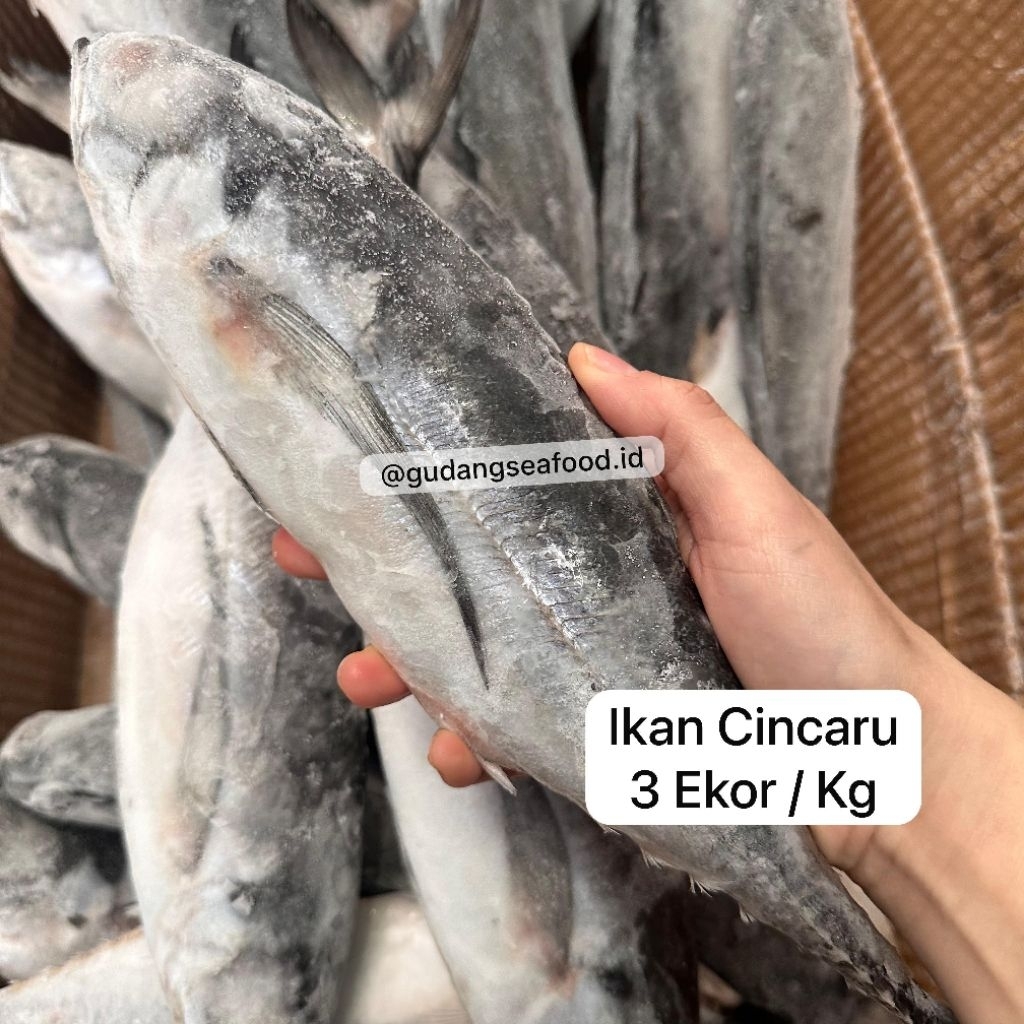 

Ikan Cincaru 3 ekor / kg