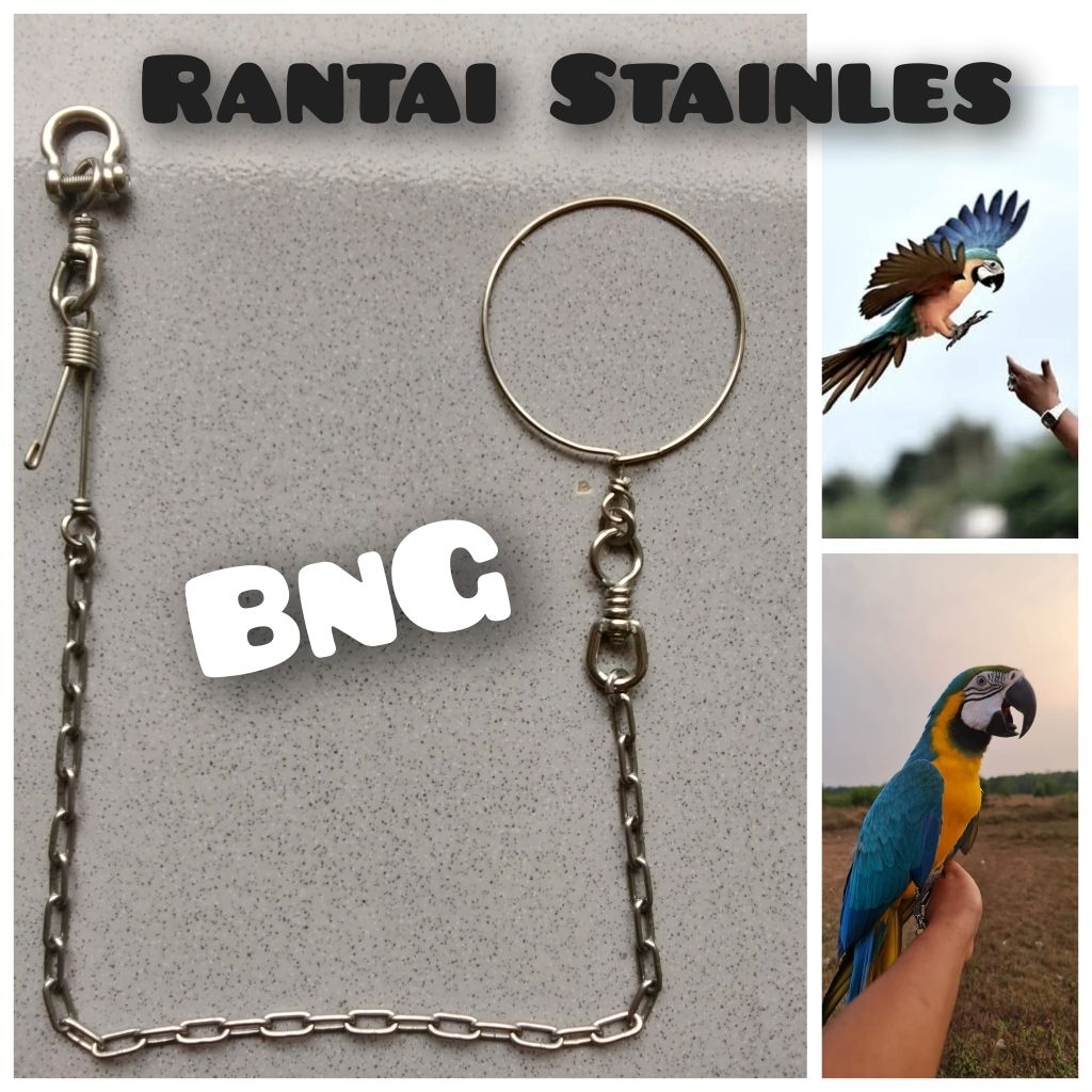 Rantai Stainles Burung Large Parrot Blue And Gold Macaw