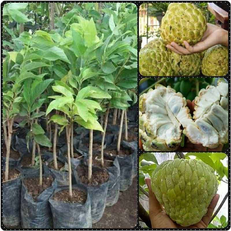 Bibit Srikaya Jumbo Bergaransi / Bibit Srikaya Jumbo