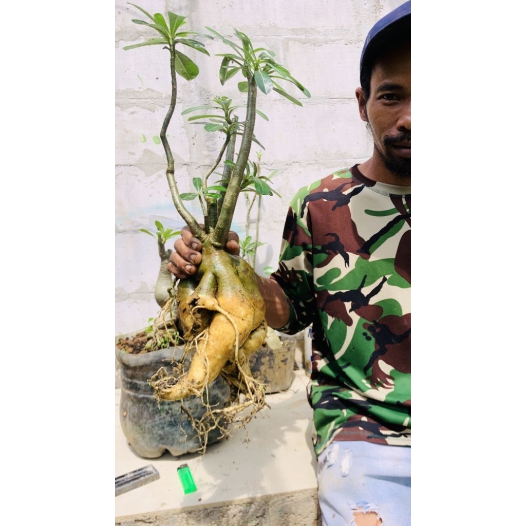TANAMAN HIAS ADENIUM KAMBOJA JEPANG UKURAN JUMBO MURAH