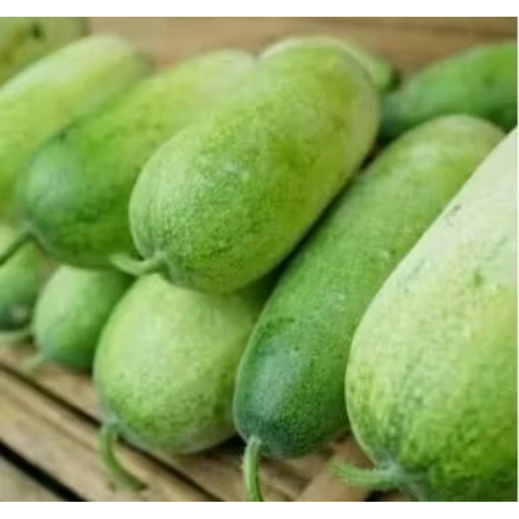 

PROMO BUAH BLIGO / BUAH KUNDUR / WINTER MELON 2 - 2,8 KG