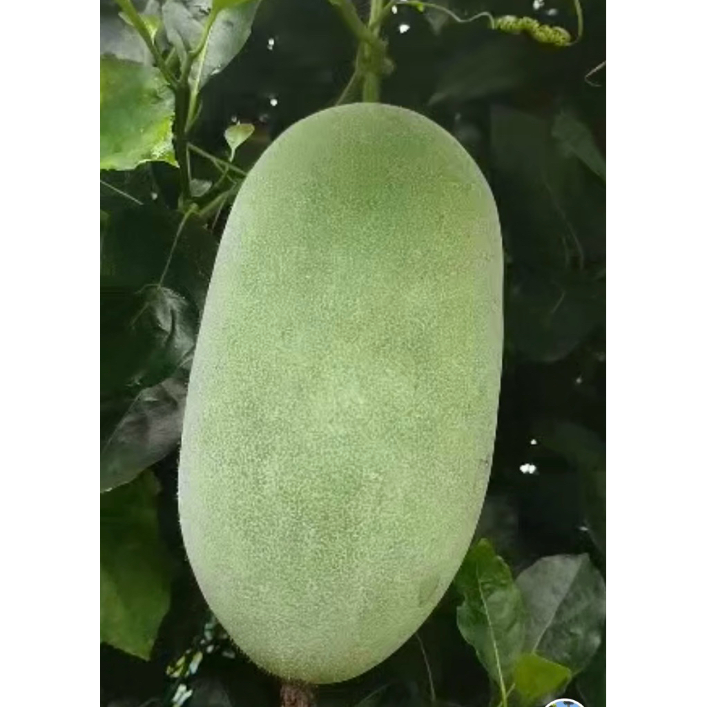 

promo cod buah bligo - buah kundur - winter melon high quality 2,4 - 2,7 kg