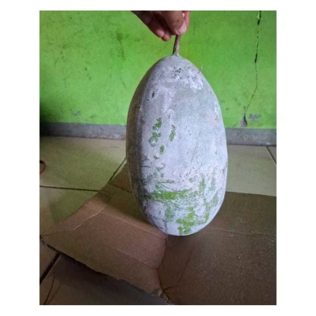 

Buah Kundur atau Bligo 2,5 kg Obat Herbal 1 Buah