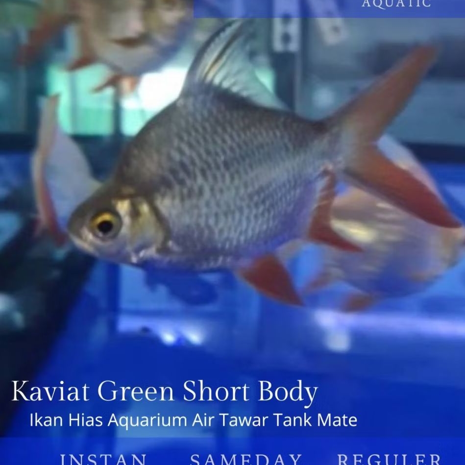Green Kaviat Bangkok Short Body Tankmate Hiasan Aquarium