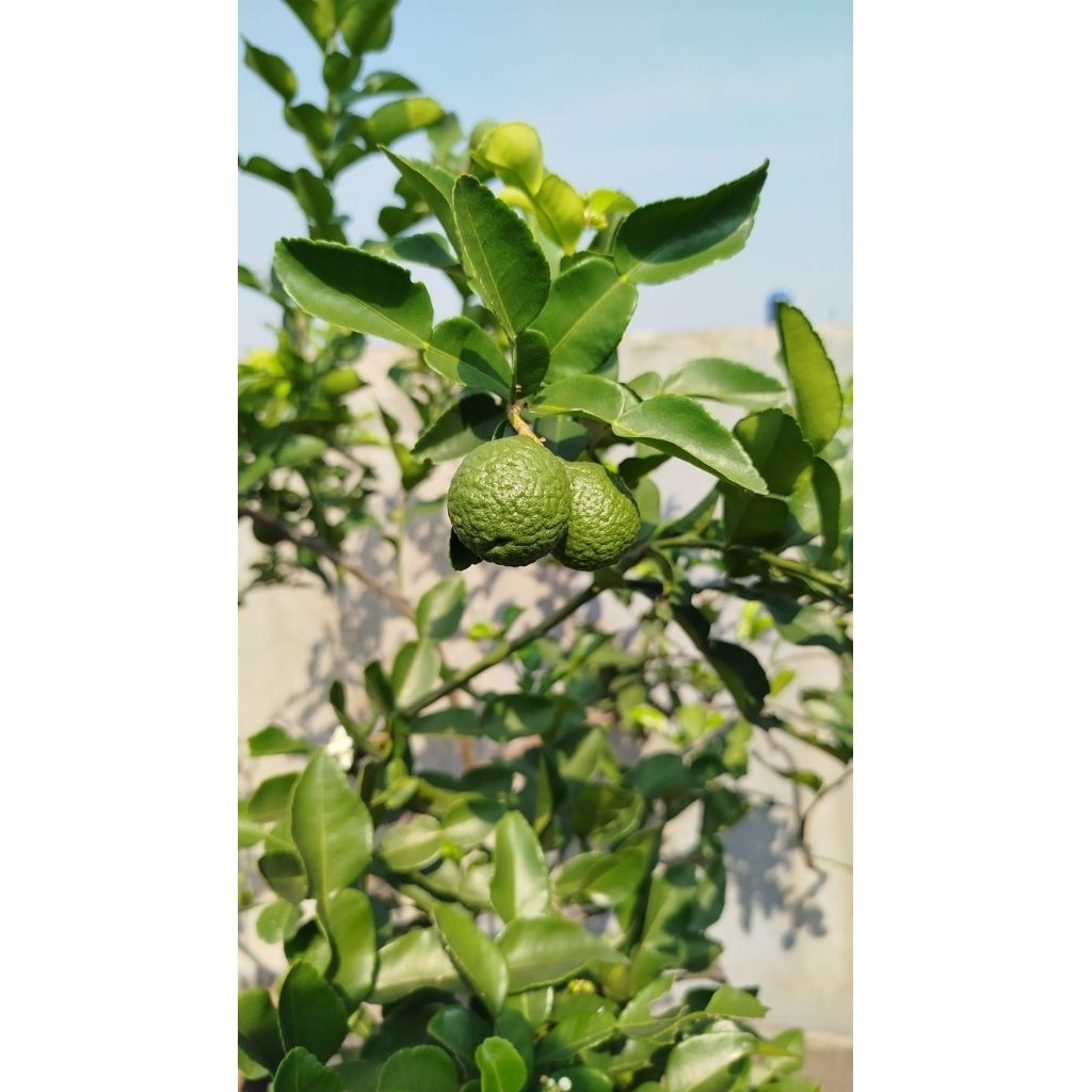 Pohon jeruk purut / Tanaman jeruk purut / Pohon buah jeruk purut