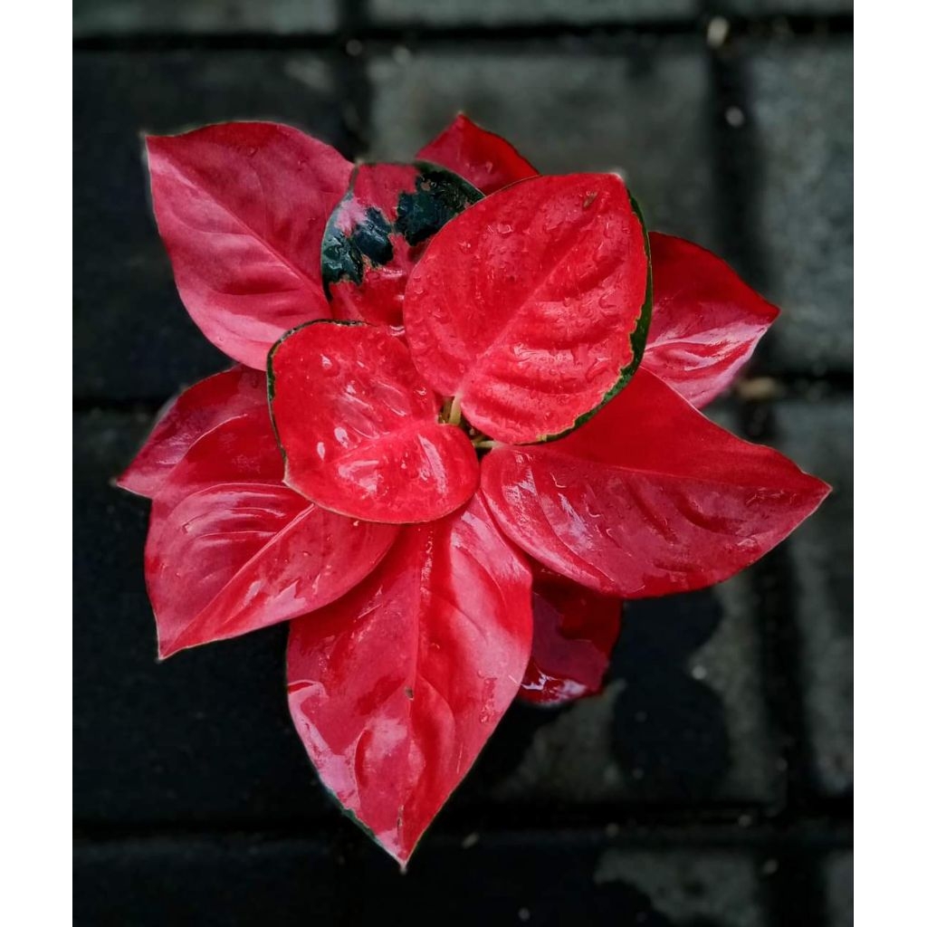 Aglonema Suksom Jaipong Dewasa