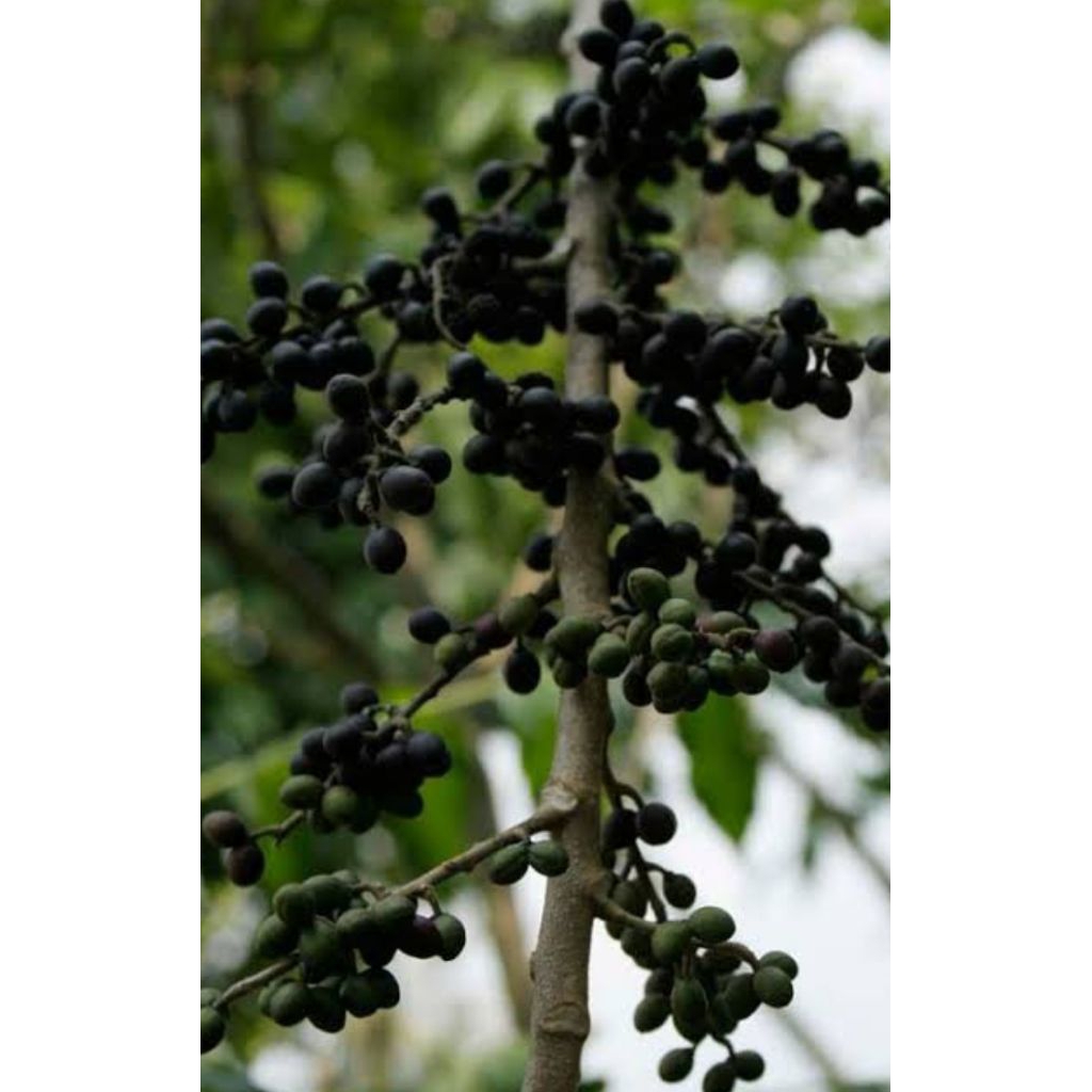 

Buah Makasar (Brucea Javanica)