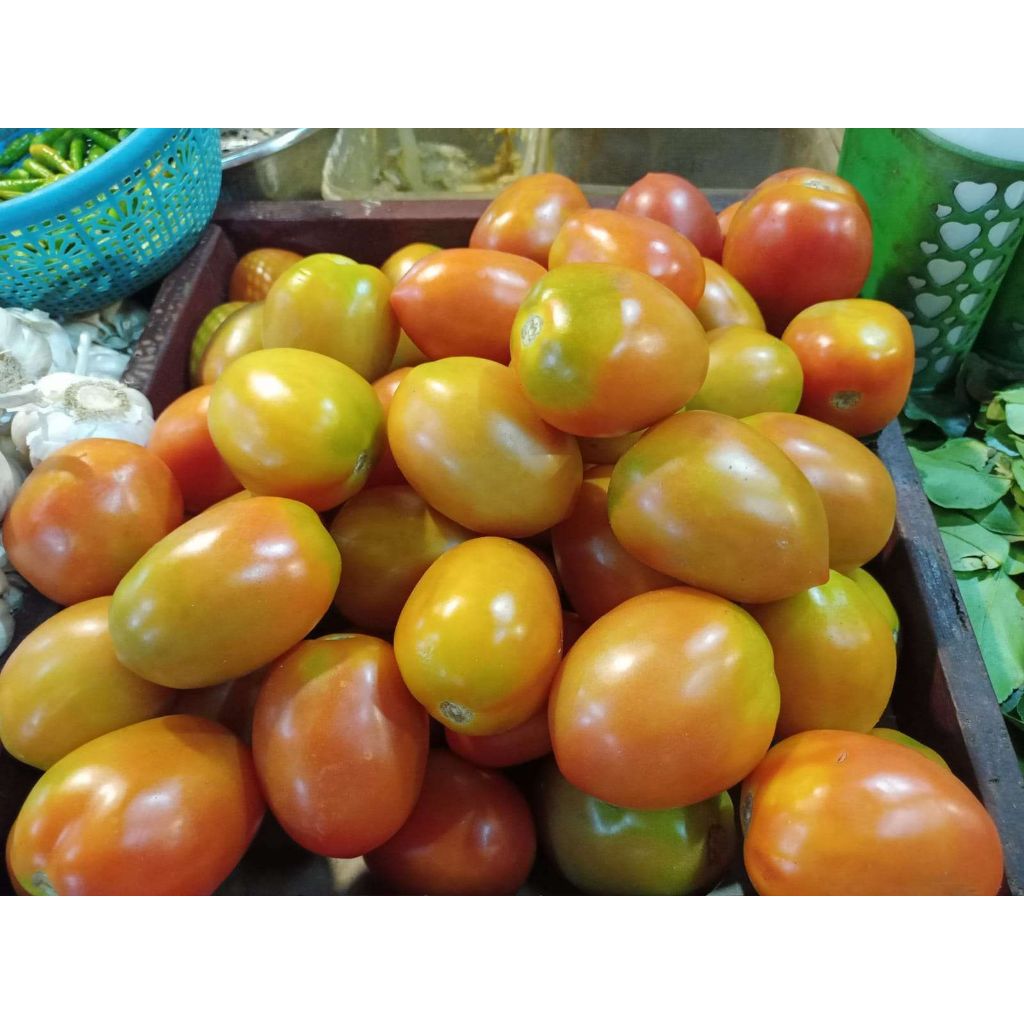 

tomat sayur segar super 500gr langsung dr petani pengiriman khusus pulau jawa