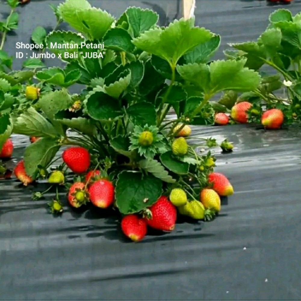 Bibit Tanaman Strawberry Jumbo x Bali - Juba - Original Jumbo x Bali