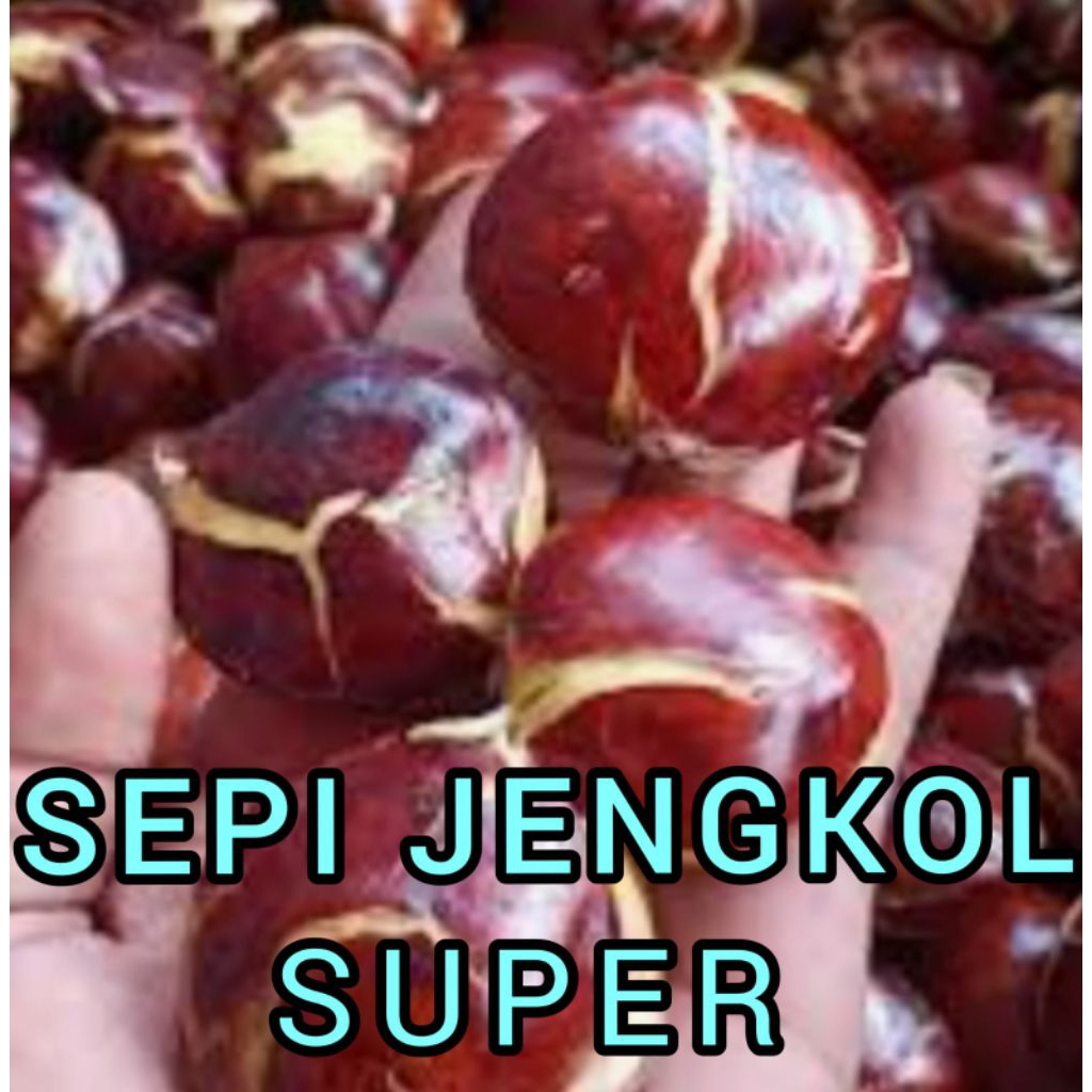 

SEPI JENGKOL TUA DAN BESAR RP 37 500 / KG