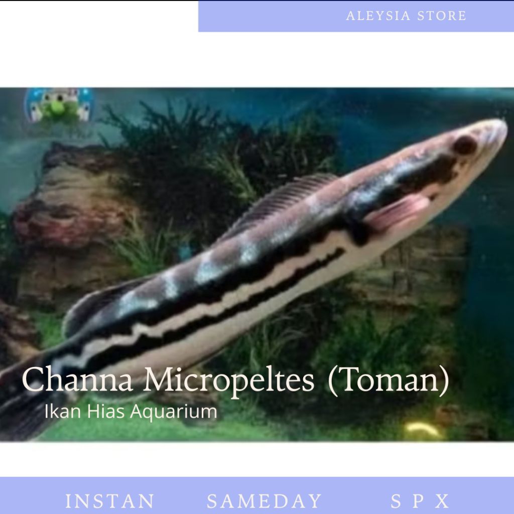 Micropeltes Toman Channa Hiasan Aquarium Dan Kolam