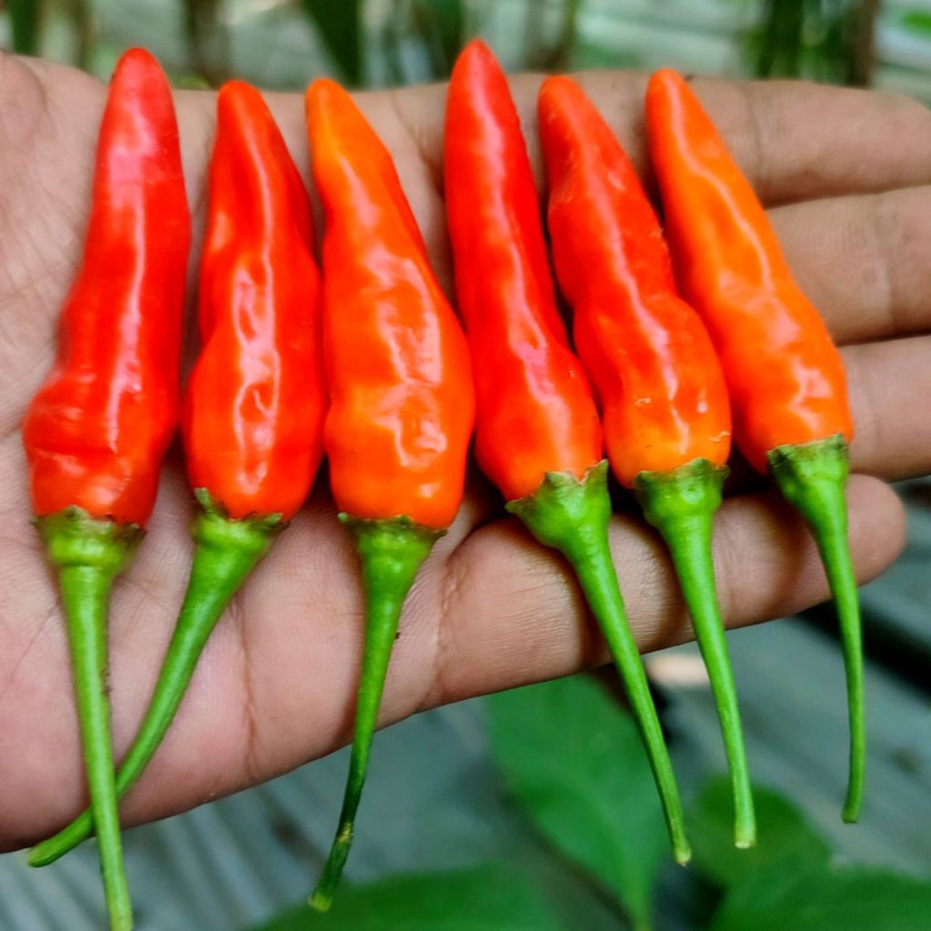 

CABE RAWIT MERAH SEGAR LANGSUNG PETIK DARI KEBUN SENDIRI VARIATES ORI ADALAH JENIS CABE TERPEDAS DAN TERBAIK DI KELAS NYA BERAT 500 GRAM