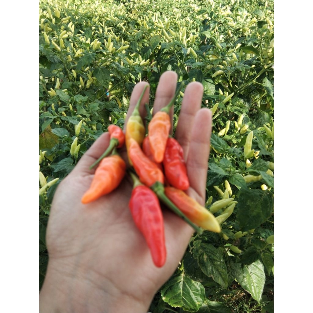 

cabe rawit ori fresh 1 kg murah