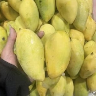 

Buah mangga golden Thailand super segar premium asli 1 kg