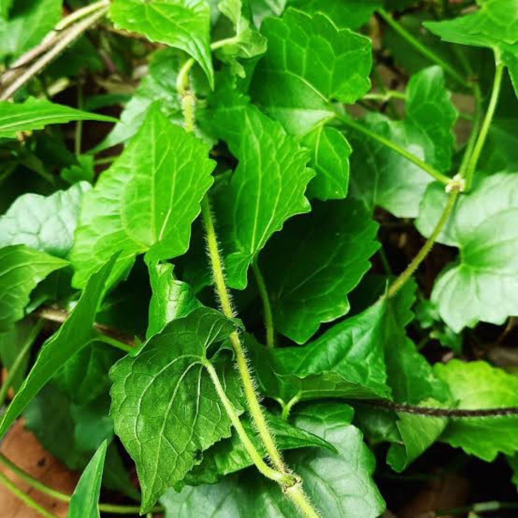 

Daun Sembung Rambat Segar Isi Per 1 Kg Alami