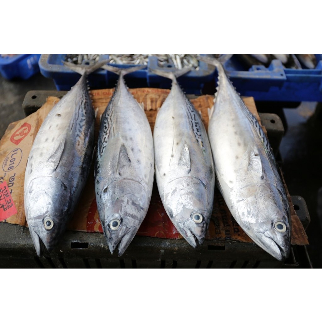 

Ikan Tongkol Segar Ikan Tongkol Batik 1Kg