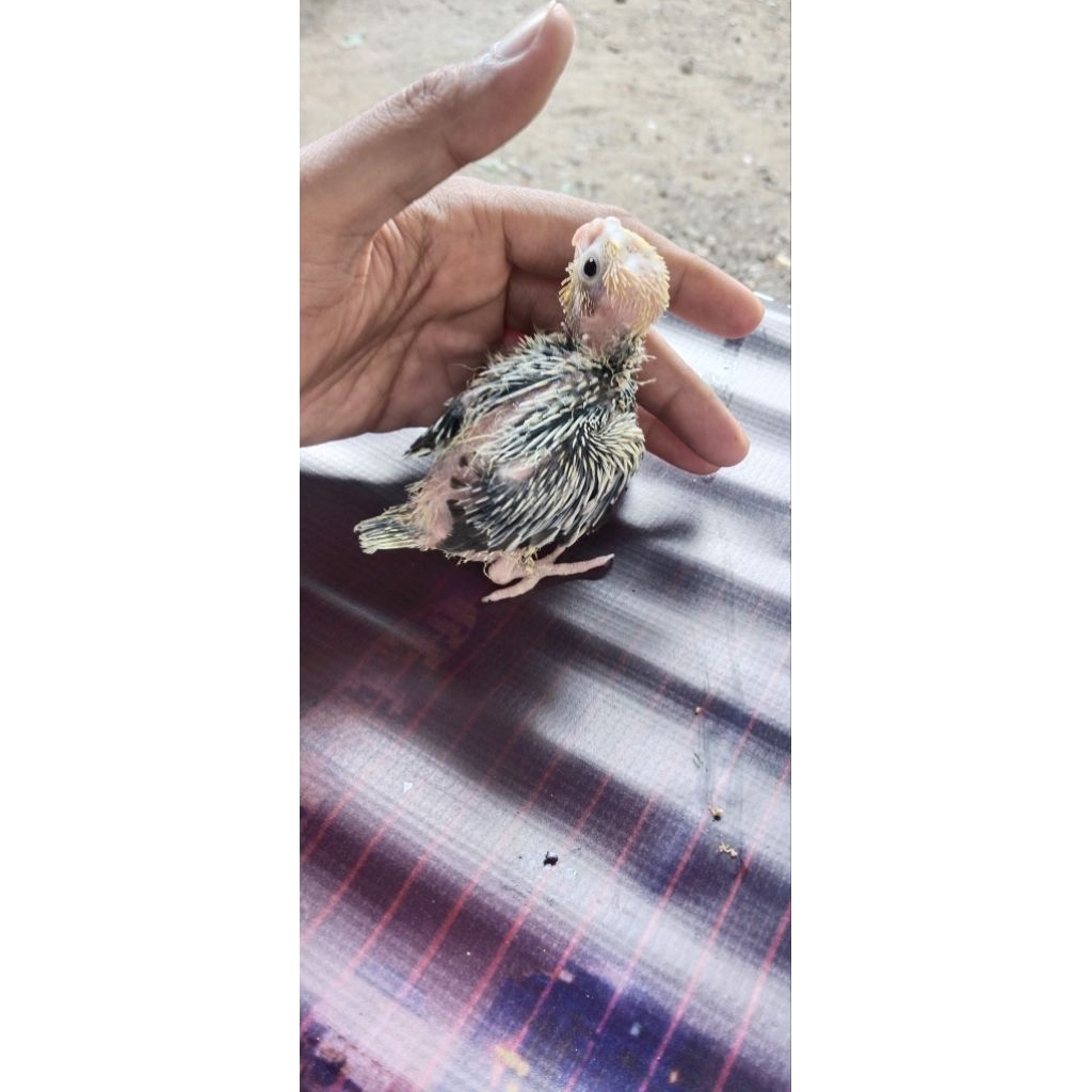 mainan lolohan burung falk parkit australia kebumen