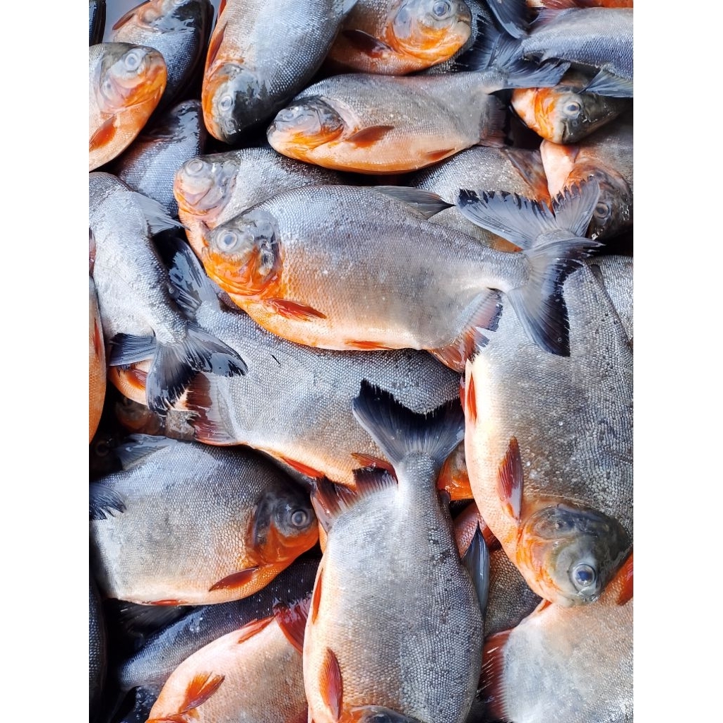 

Ikan bawal fresh segar 1kg ukuran gede