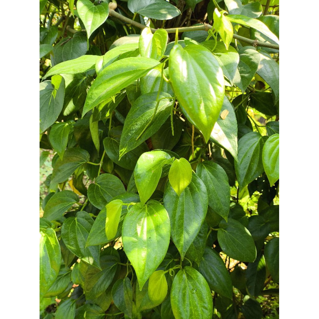 

Daun sirih segar langsung dari pohonya