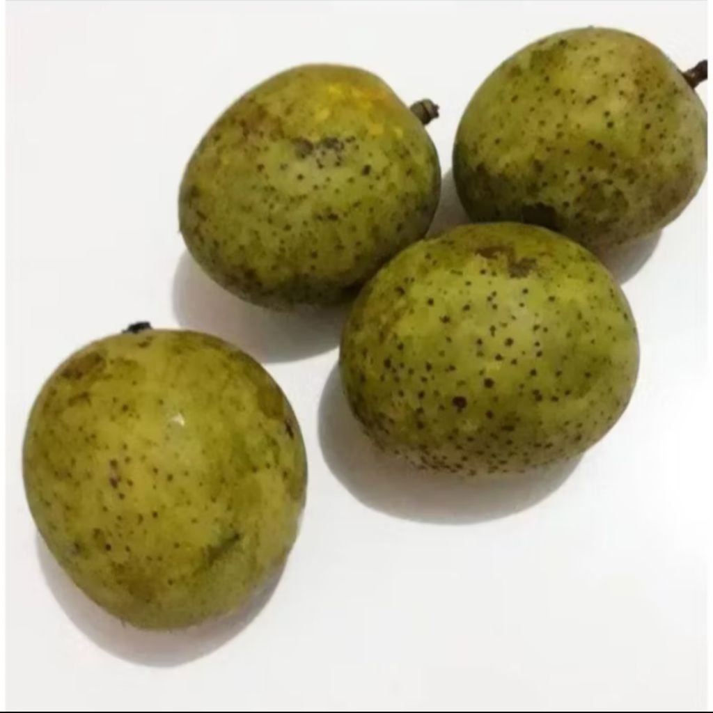 

Buah Pakel limus muda atau matang