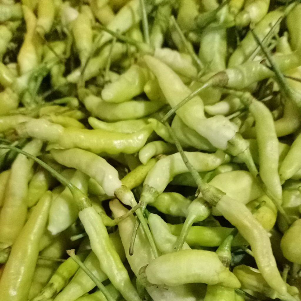 

1kg cabe rawit putih segar fresh.