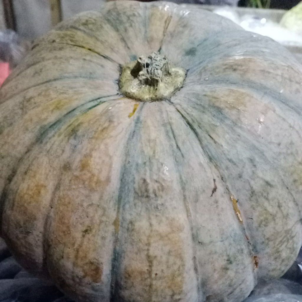 

l1 buah labu kuning tua, pulen, fresh +/-2.7 gr-3,3 gr