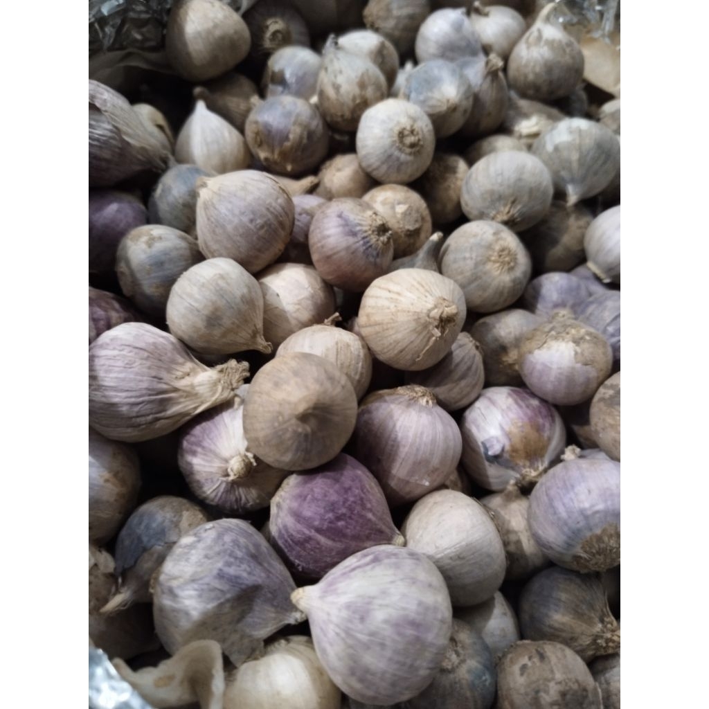 

Bawang Tunggal Lanang Mentah size Sedang/ Tanggung