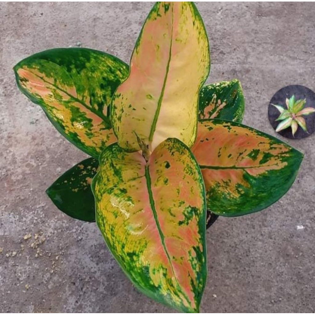 aglonema ebony tanaman hias