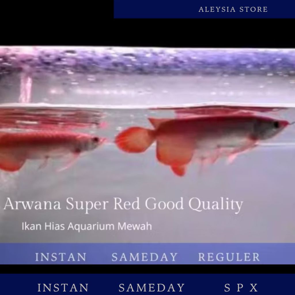 Arwana Super Red Size 13-17Cm Good Quality Hiasan Aquarium