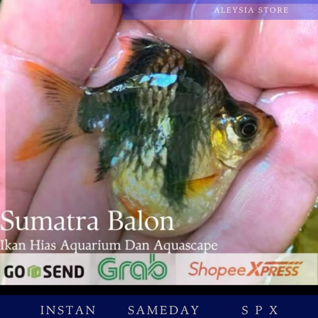 Tiger Barb Sumatra Balon Size L Paket 10ekor Jenis Campur Hiasan Aquarium