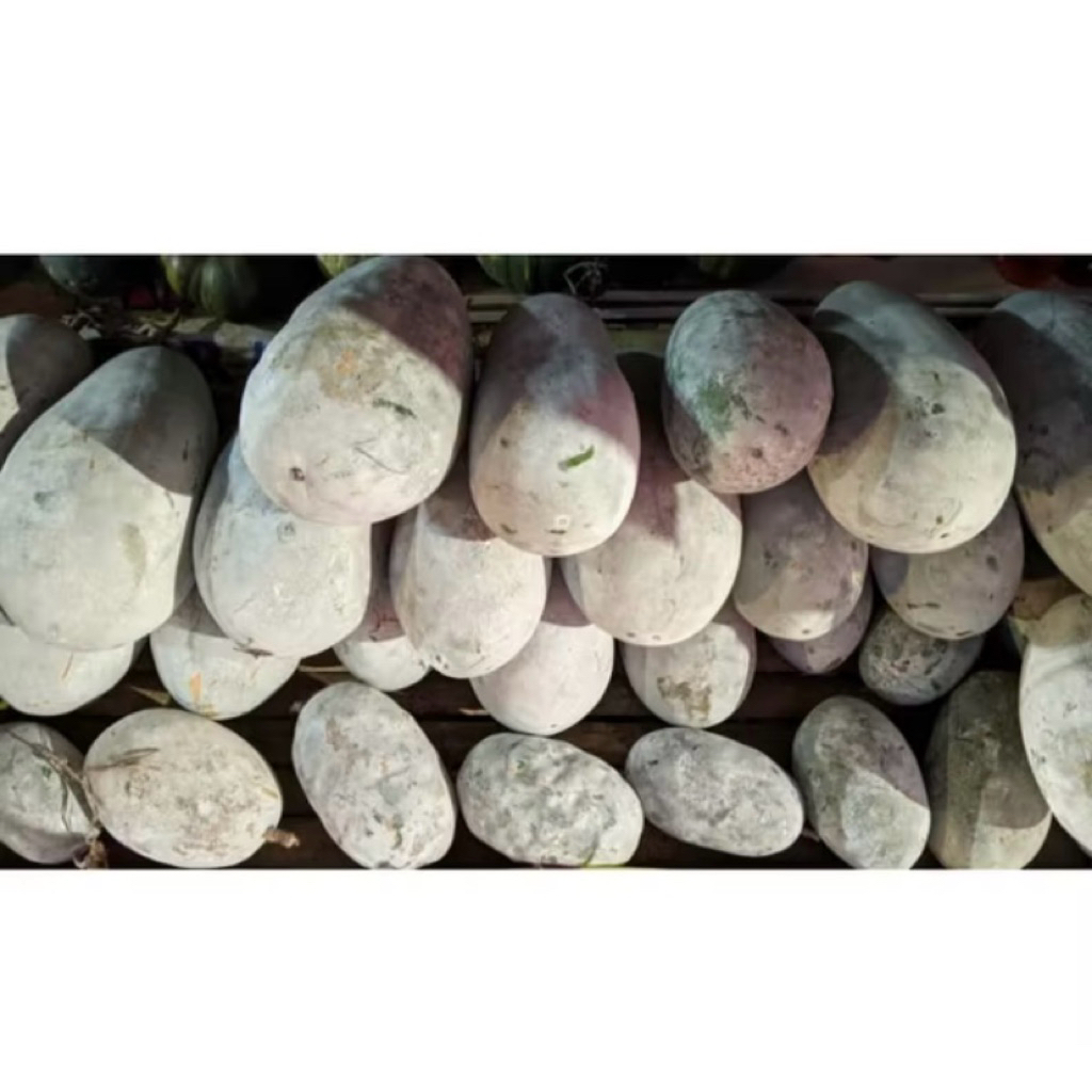 

buah bligo high quality 2,2 - 2,7 kg