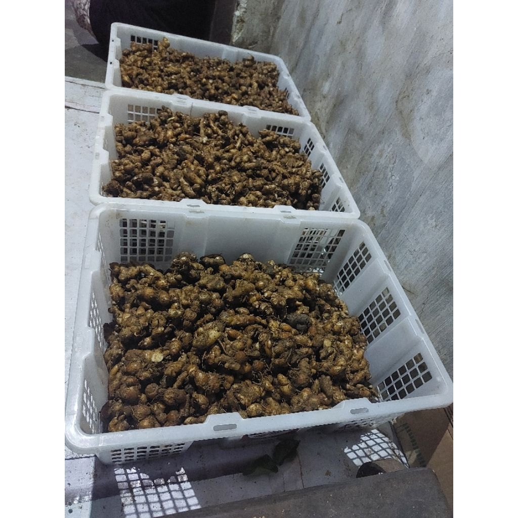 

Kencur rempah rempah