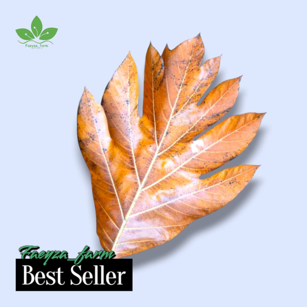 

Daun sukun kering/herbal alami