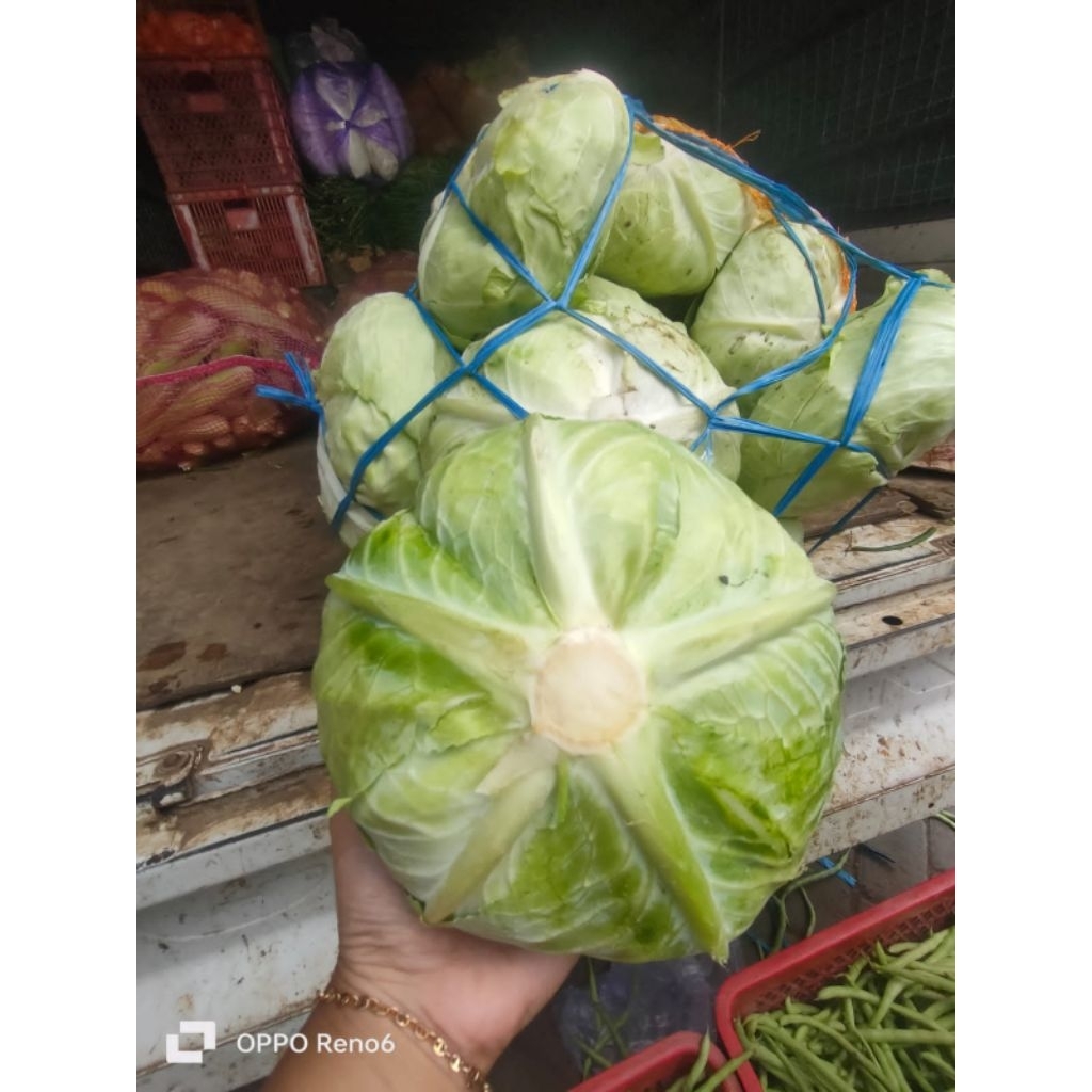 

Gubis // Gubis segar