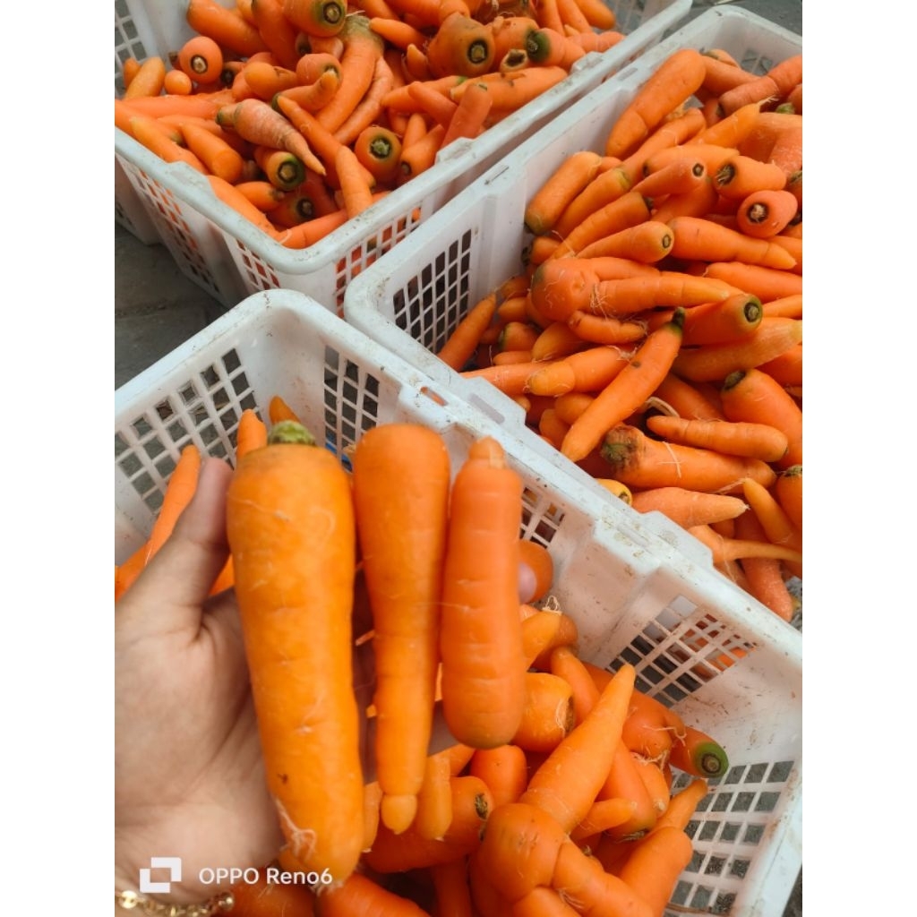 

Wortel sayur // wortel sayur fresh