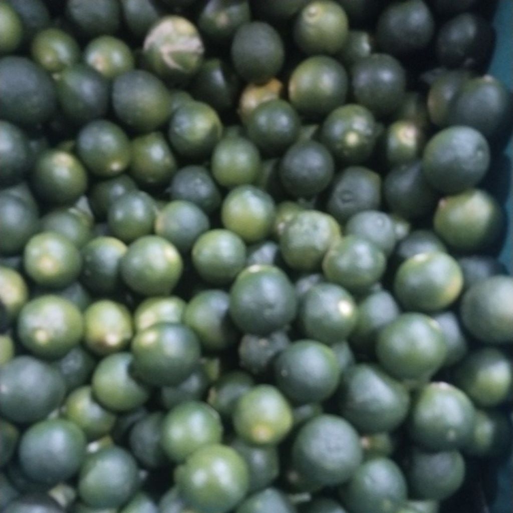 

Jeruk Kunci / Sunkit 1Kg