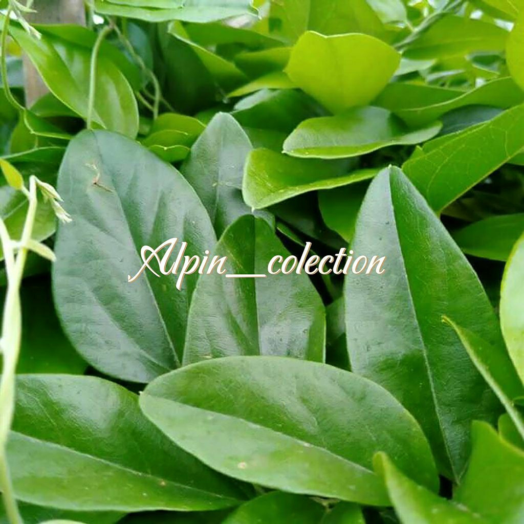 

Daun cincau hijau organik per 50 lembar