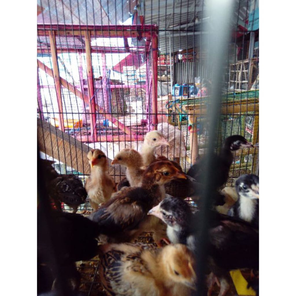 Ayam kampung usia 3 minggu ( sudah di vaksin)
