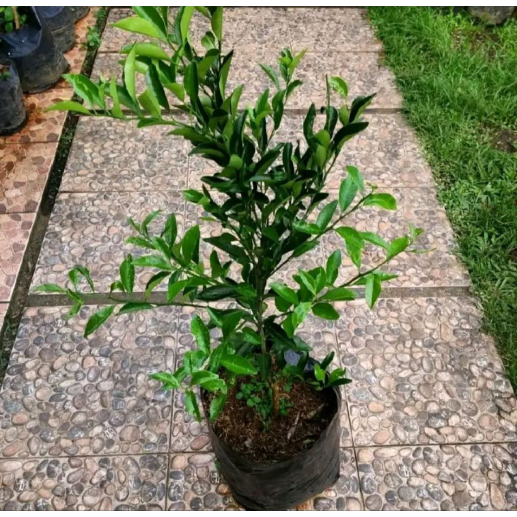 

Bibit Jeruk Santang Madu Unggul – Cepat Berbuah