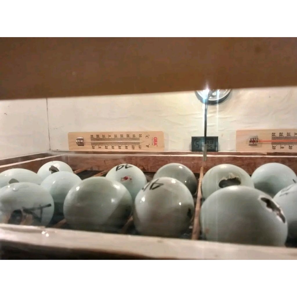 

telur bebek fertil / dikonsumsi