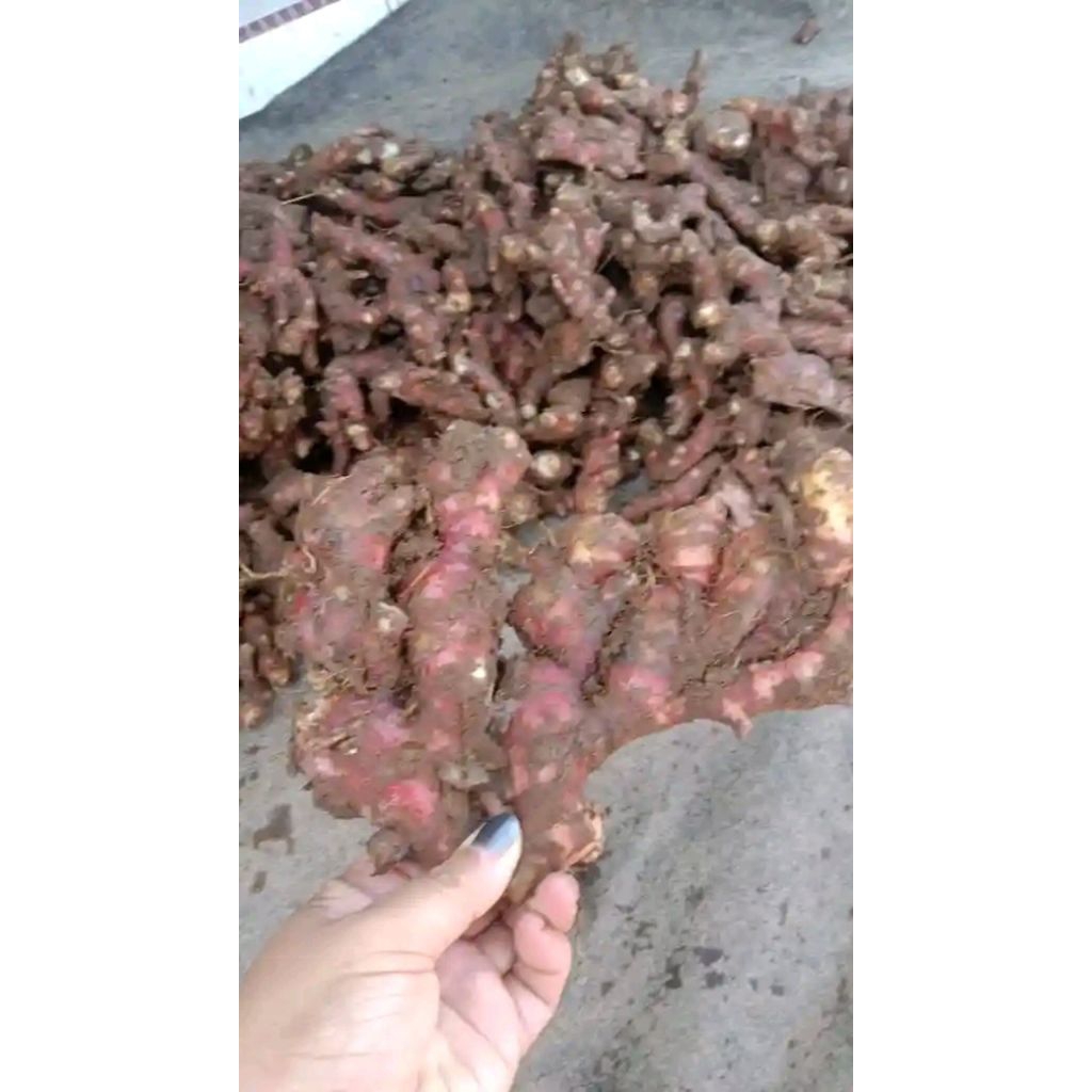 

JAHE merah 500gram bersih udah di cuci