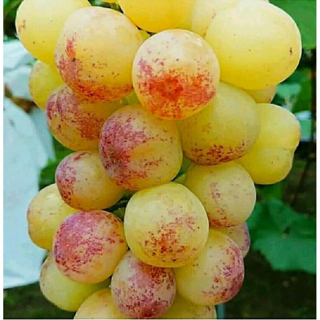 bibit anggur import varian tamaki hasil ownroot