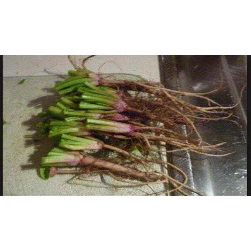 

Akar Bayam duri dijual per 100 gram