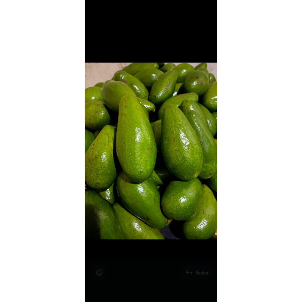 

ALPUKAT SIGER SUPER 1 KG