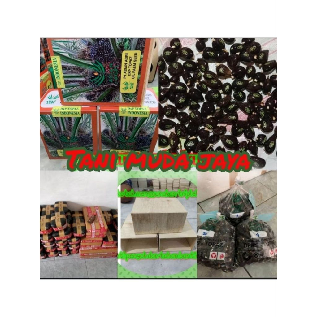 Bibit benih kecambah Polong Kelapa Sawit TOPAZ asian agri Benih unggul berkualitas