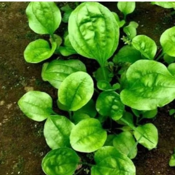 

jual daun sendok atau ki urat segar/500 gram